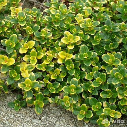 Мята, душица, тимьян,шалфей,иссоп, чабер, чабрец