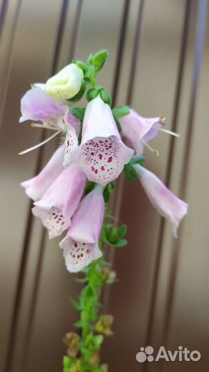 Лилейник, гибискусы, физостегия, аукуба