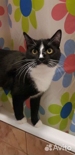 Бобтейл кошка девочка привита стерилизована 7мес