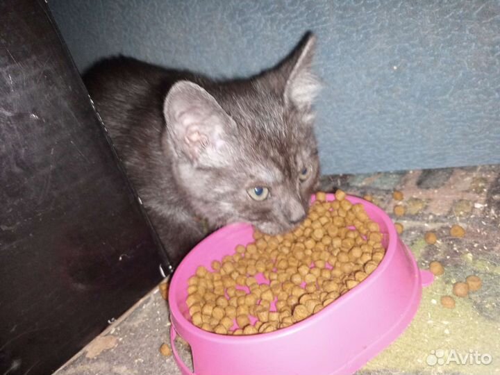 Котята в добрые руки бесплатно