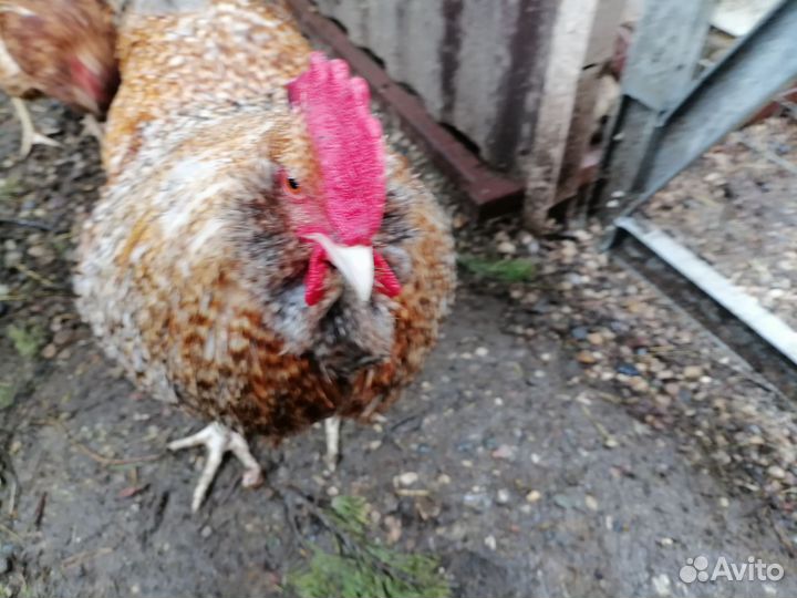 Молодые петухи