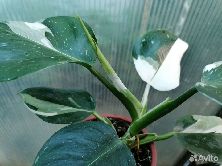 Филодендрон Белый Волшебник (Вайт Визард)