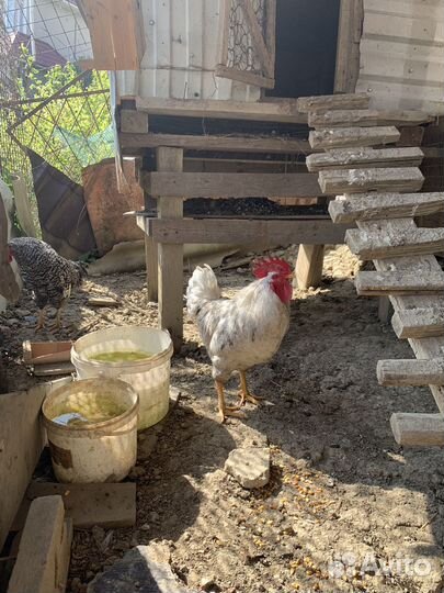 Молодые петухи