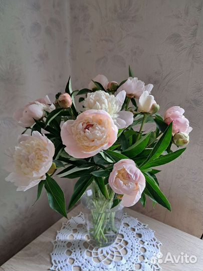 Пионы корни осенью