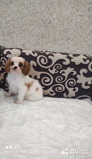 Кинг чарльз спаниель