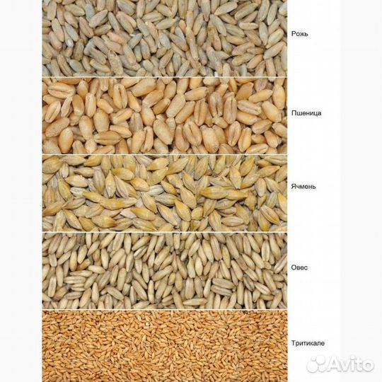 Пшеница Рожь Овёс Посыпка