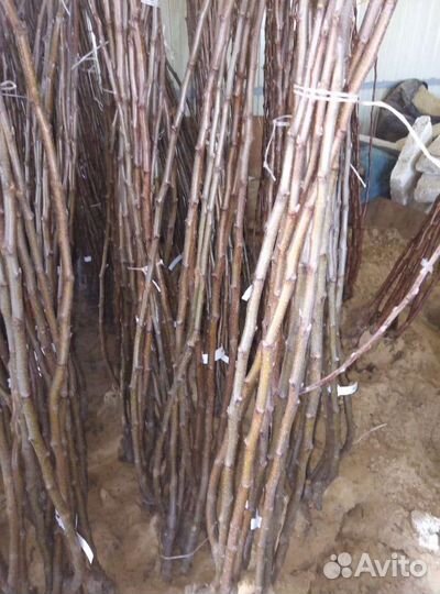 Саженцы яблони