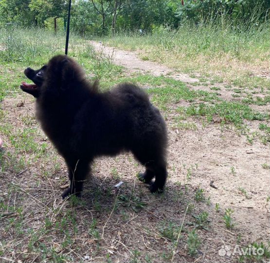 Померанский шпиц