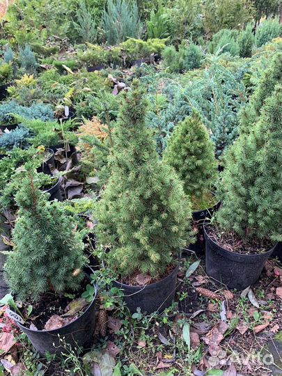 Ель канадская Коника