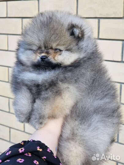Большой Выбор щенков Померанского шпица