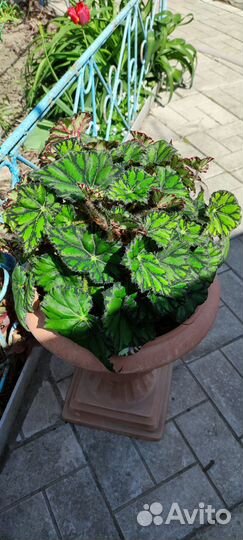 Бегония тигровая