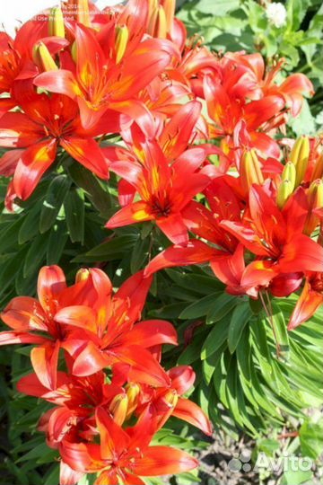Лилия саженцы Армандейл