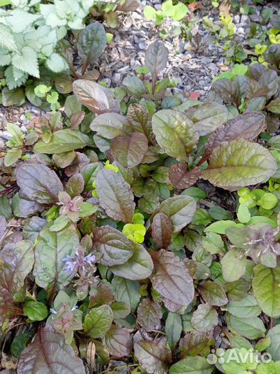 Почвопокровники