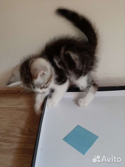 Котенок в добрые руки мальчик