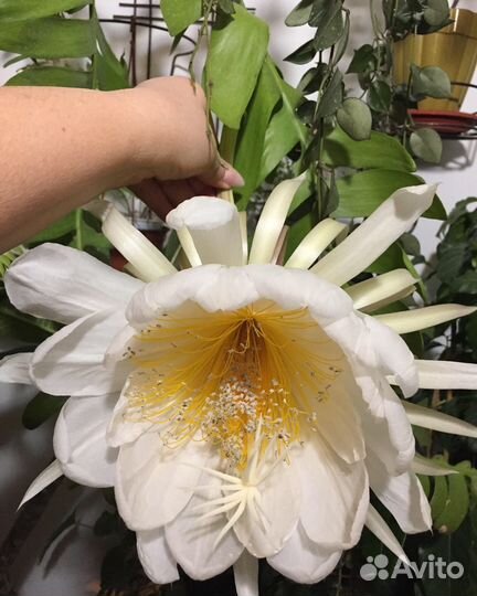 Лесные кактусы, эпифиллумы