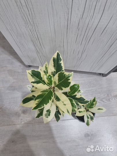 Фикус альбомаргината