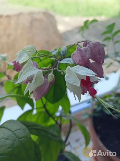 Экзотические комнатные растения