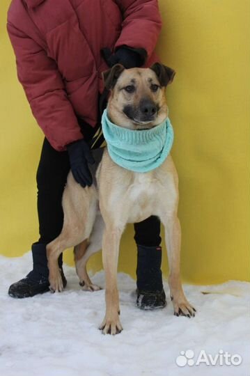 Собака в добрые руки