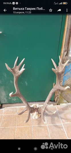 Продам рога оленя