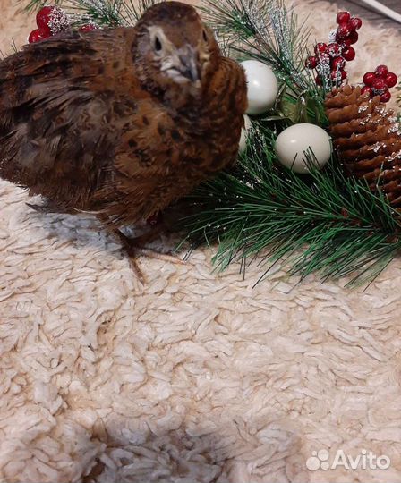 Перепела Селадон, Техасцы