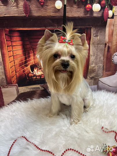 Йоркширский терьер связка