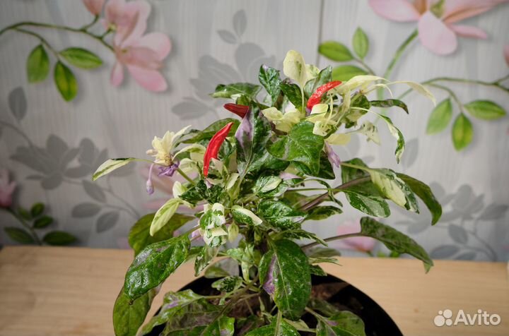 Вариегатный перец комнатный