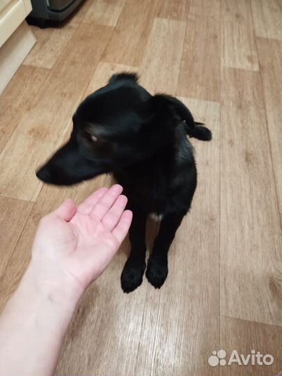 Найден щенок