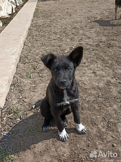 Собака в добрые руки отдам бесплатно