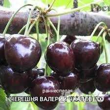 Саженцы плодовых деревьев и кустарников