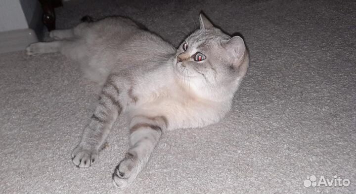 Британская мраморная шиншилла кошка