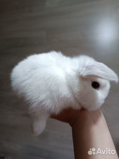 Вислоухие мини крольчата