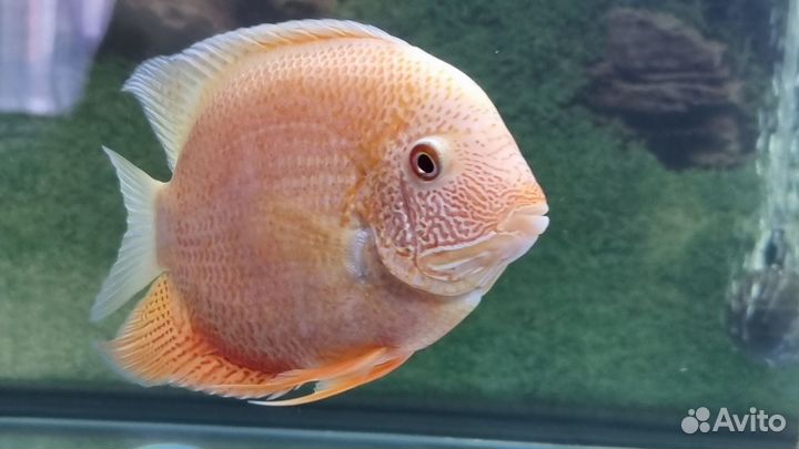 Северум красноточечный