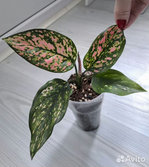 Комнатные растения цветы