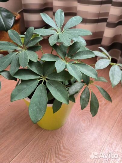 Комнатные цветы шефлера