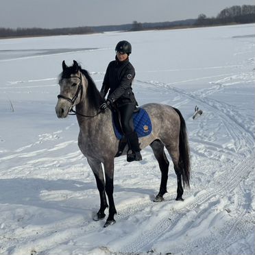 Мерин орловской породы