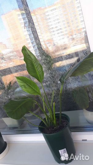 Спатифиллум