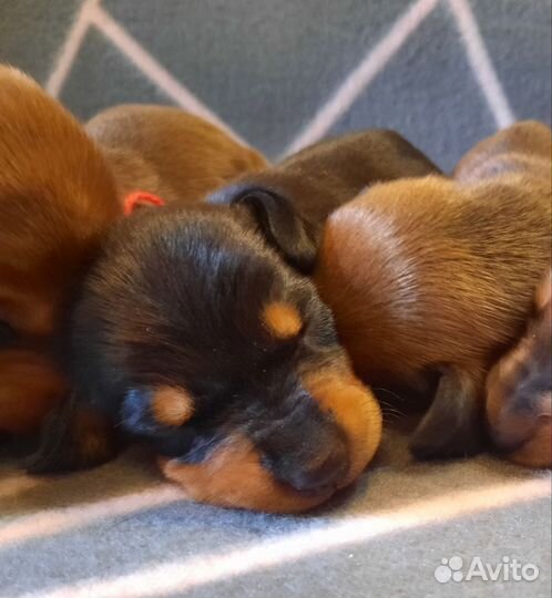 Такса стандартная гладкошерстная