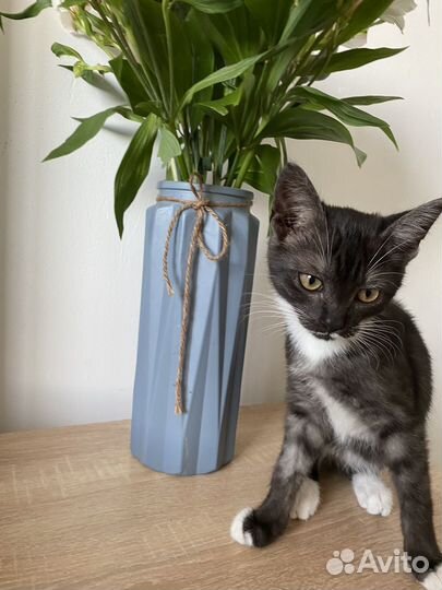 Котята-мальчики 3 месяца