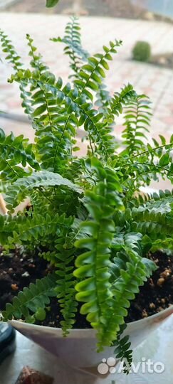 Нефролепис