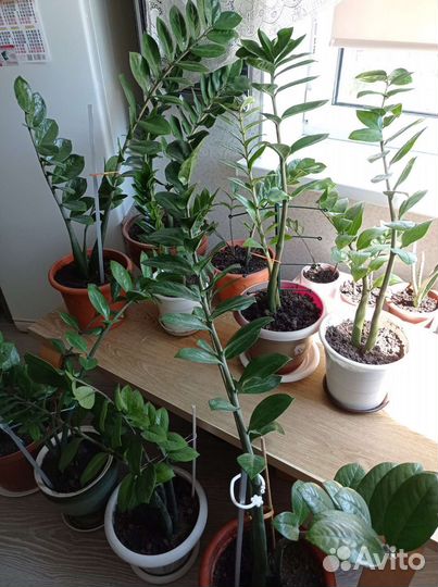 Замиокулькас долларовое дерево