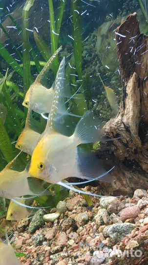 Скалярии золотистые, голубой ангел, зебра