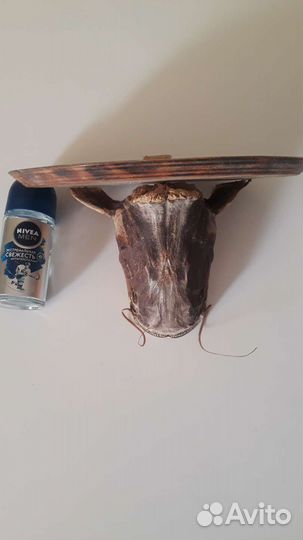 Чучело рыбы