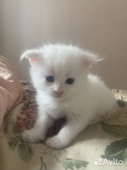 Котята мейн-кун