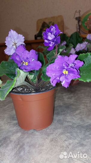 Фиалка в горшках