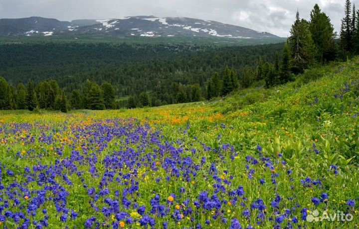 Мед Алтайский оптом