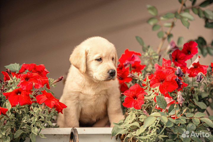 Лабрадор ретривер щенки