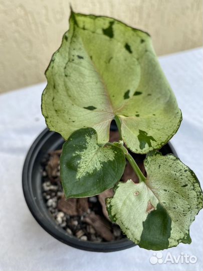 Комнатные цветы. Сингониум Бледный призрак