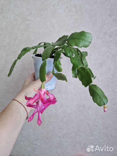 Декабрист шлюмбергера розовый