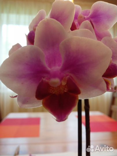 Орхидея фаленопсис Буэнос-Айрес