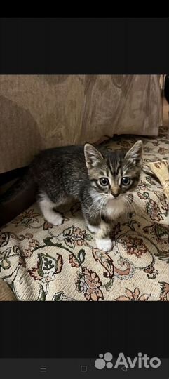 Кошка